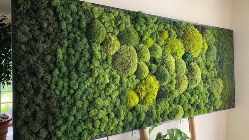 Dekorasi Moss Wall Art, Solusi Dinding Hijau Tanpa Repot